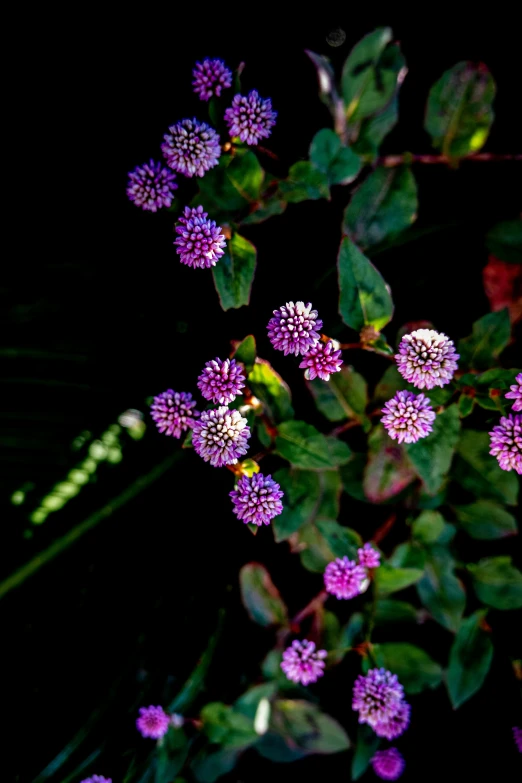 a close up of a plant with purple flowers, by Gwen Barnard, hurufiyya, with a black background, “berries, multiple lights, a high angle shot