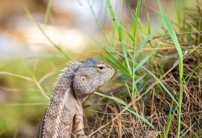 a lizard that is sitting in the grass, by Gwen Barnard, pexels contest winner, curved horned dragon!, grey, small, mixed art