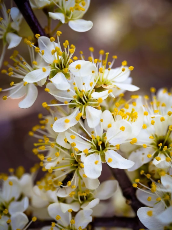 a close up of some white flowers on a tree, profile image, fan favorite, slide show, close up image