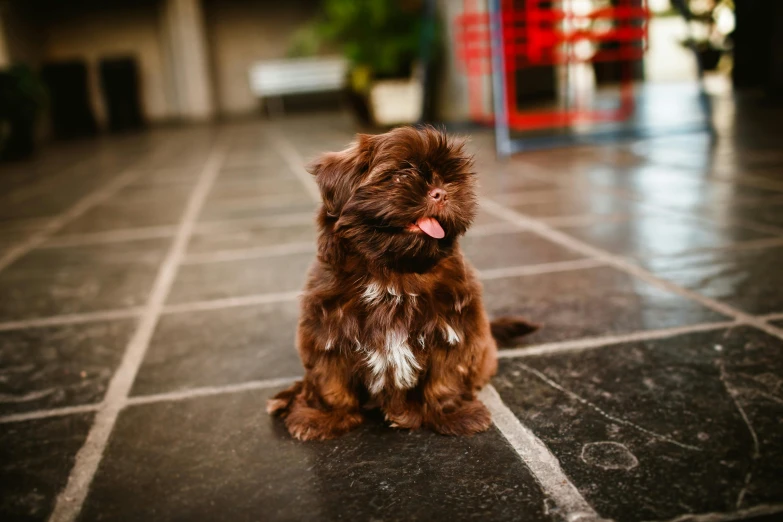 a small brown dog sitting on a tiled floor, by Julia Pishtar, pexels contest winner, shih tzu, chocolate, sitting in a waiting room, soft lulling tongue