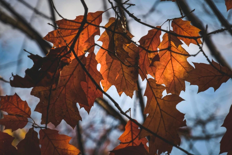 a bunch of leaves sitting on top of a tree, by Niko Henrichon, pexels contest winner, autumn colour oak trees, thumbnail, brown, profile image