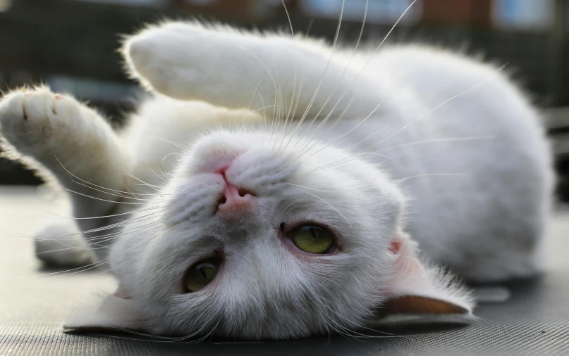 a white cat laying on top of a table, laying on their back, holding it out to the camera, close - up photograph, shot on sony a 7