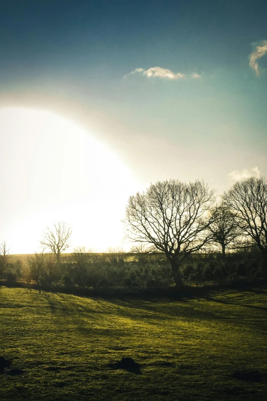 a man flying a kite on top of a lush green field, by Daniel Seghers, unsplash, land art, winter sun, trees. wide view, today\'s featured photograph 4k, bare trees