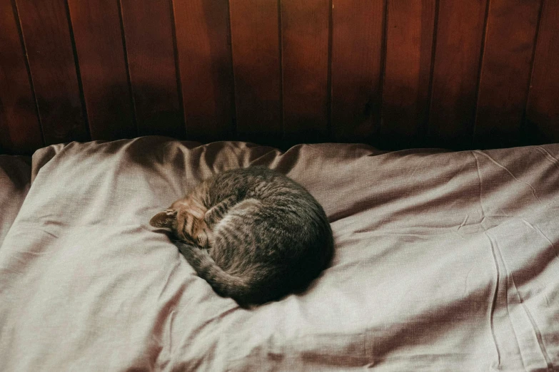 a cat curled up sleeping on a bed, inspired by Elsa Bleda, trending on pexels, renaissance, a wooden, small room, grey, bending down slightly