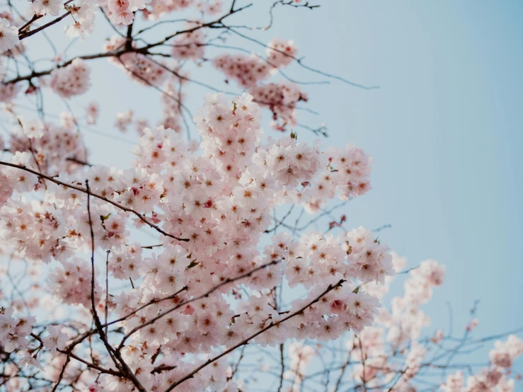 a tree with pink flowers against a blue sky, trending on unsplash, sakura flower, fan favorite, white blossoms, instagram post