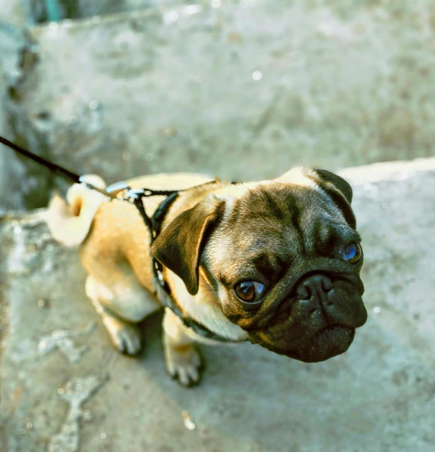 a close up of a small dog on a leash, by Niko Henrichon, pexels, pug, a high angle shot, ( ultra realistic, thumbnail