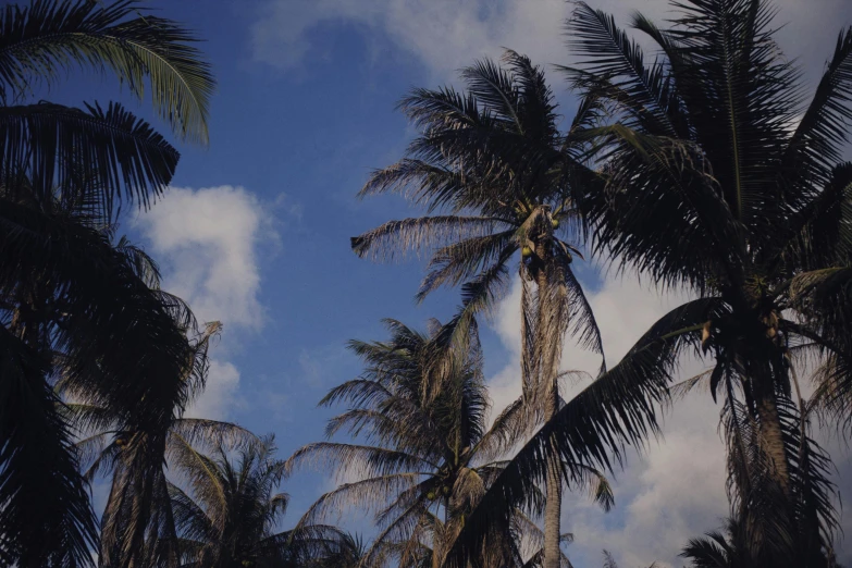 a group of palm trees against a blue sky, helio oiticica, medium format, portait image