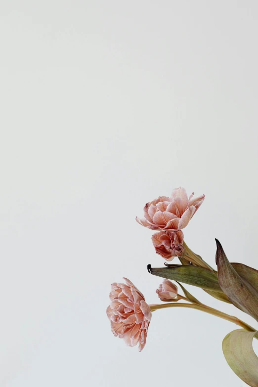 a close up of a flower in a vase, by Emily Shanks, trending on unsplash, hyperrealism, minimal pink palette, 165 cm tall, flowering buds, ilustration