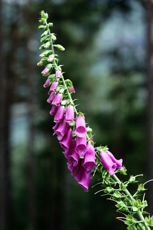 a tall purple flower sitting in the middle of a forest, bells, birch, exterior, pink