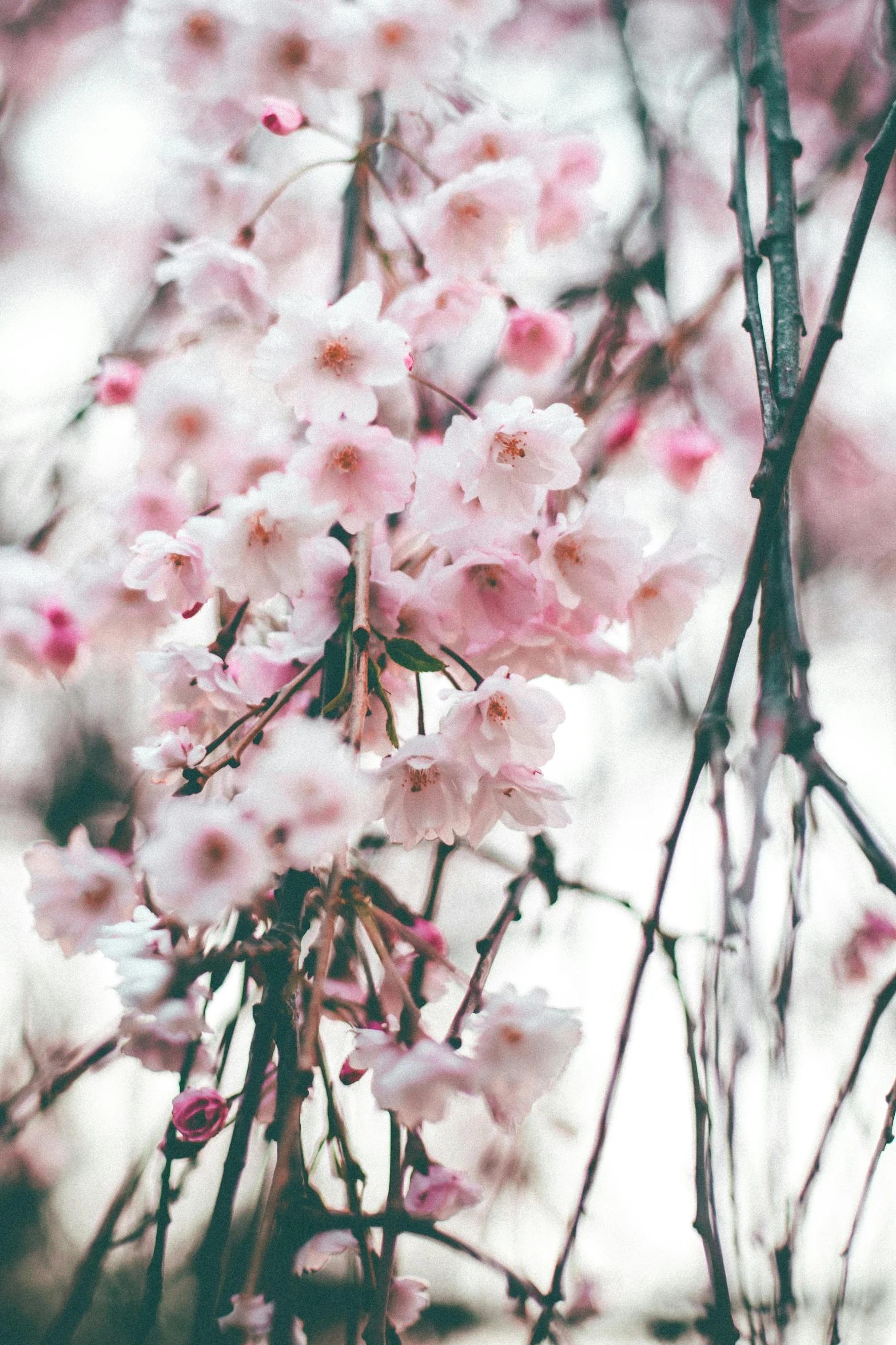 a bunch of pink flowers hanging from a tree, inspired by Miyagawa Chōshun, trending on unsplash, romanticism, loosely cropped, february), overflowing, japanese collection product