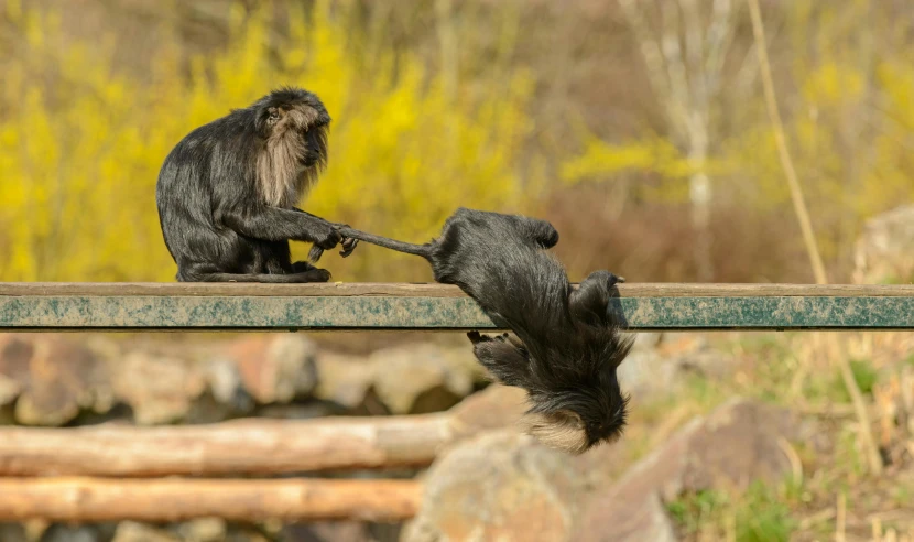 two monkeys playing with each other on a fence, by Jan Tengnagel, pexels contest winner, two crutches near bench, marmoset, majestic sweeping action, mirrored