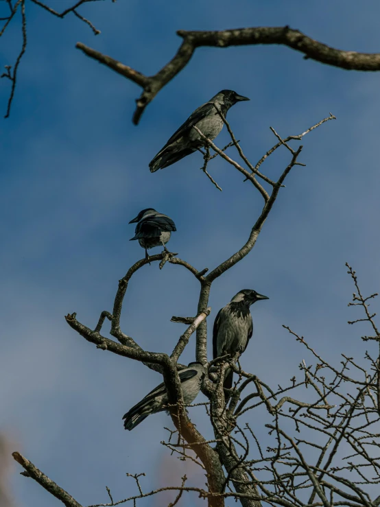 a group of birds sitting on top of a tree, at highgate cemetery, slide show, black crows, high quality picture