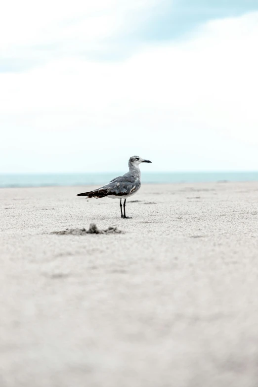 a bird standing on top of a sandy beach, in the distance, posing, the beach
