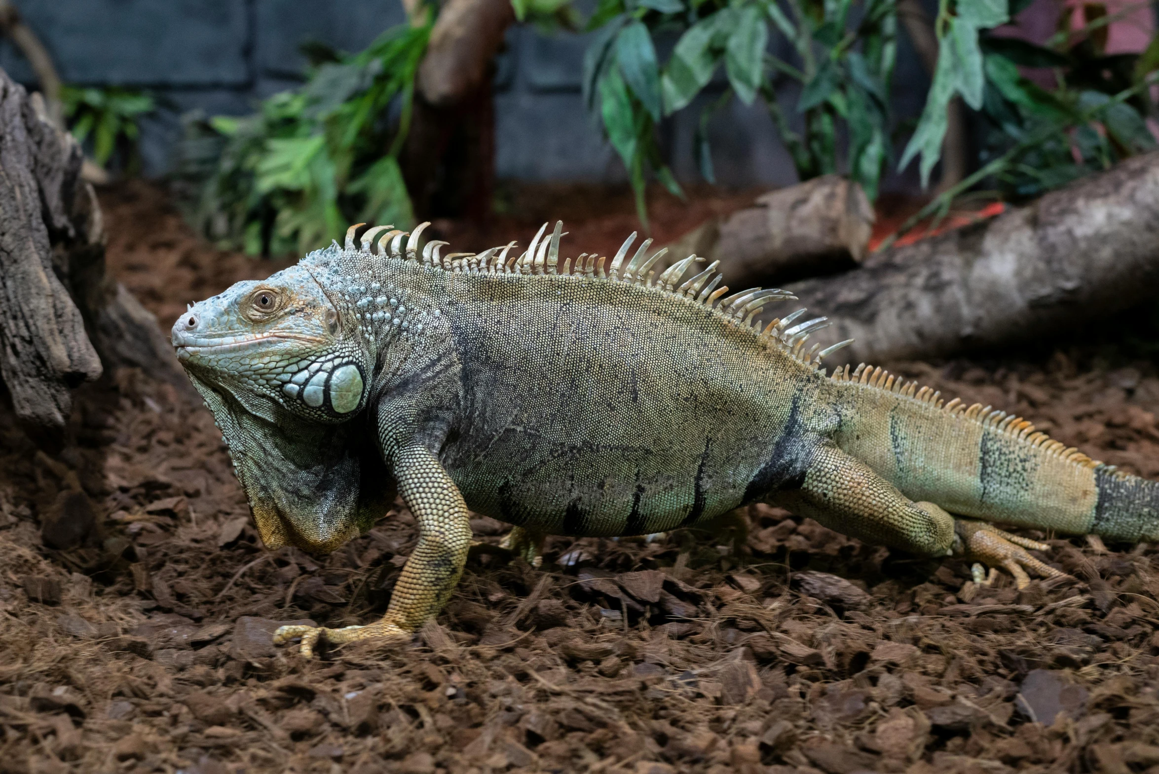 a large lizard sitting on top of a pile of dirt, vivarium, leafy sea dragon, walking towards camera, multicoloured