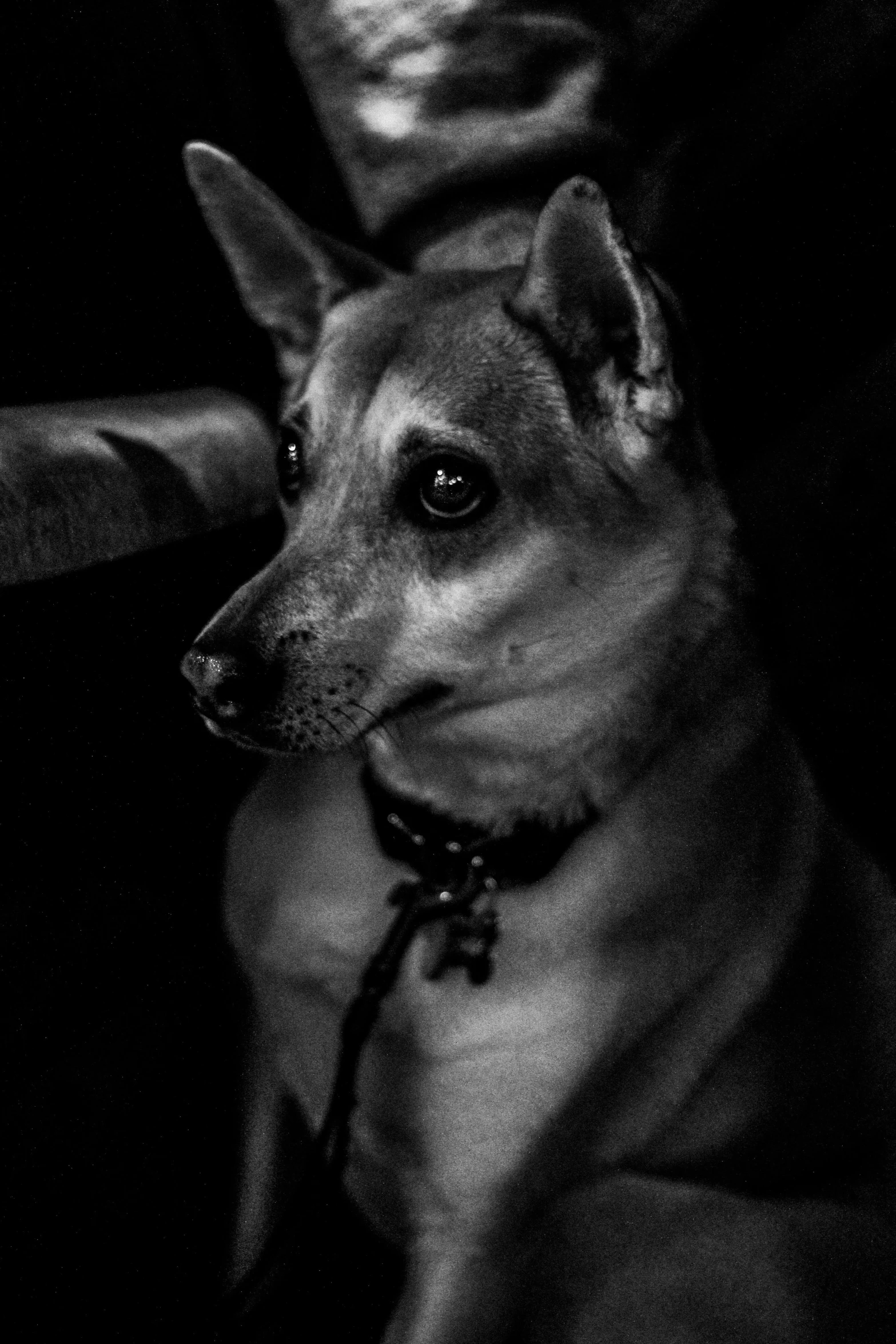 a black and white photo of a dog on a couch, a black and white photo, unsplash, photorealism, low key lights, breed russian brown toy terrier, shiba inu portrait, mad dog on a chain