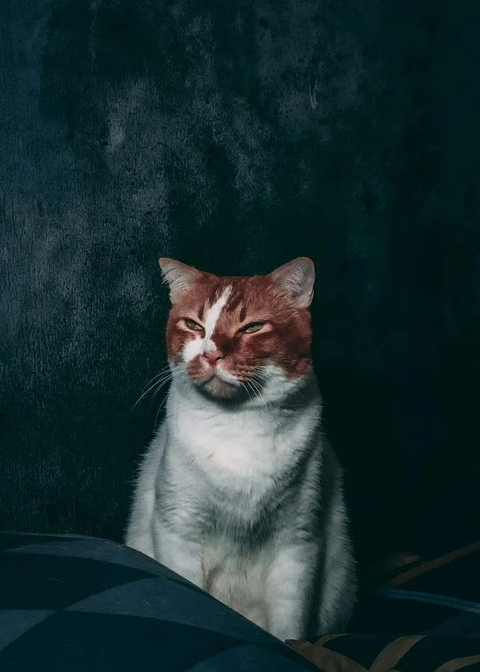 an orange and white cat sitting on top of a bed, an album cover, trending on unsplash, renaissance, angry look, alessio albi, on a dark background, red cheeks