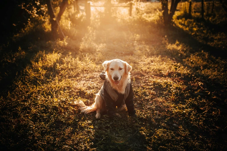 a dog that is laying down in the grass, a portrait, unsplash, golden hour cinematic, wearing farm clothes, standing under a beam of light, australian