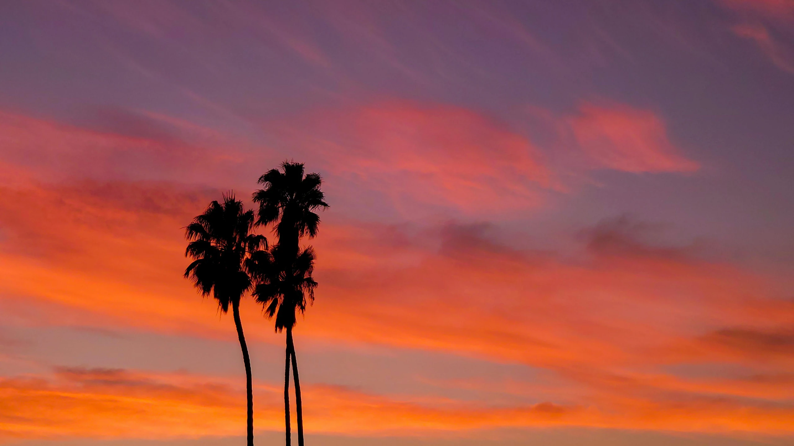 a couple of palm trees sitting next to each other, by Peter Churcher, unsplash contest winner, sunset sky, the city of santa barbara, purple and red colors, profile image