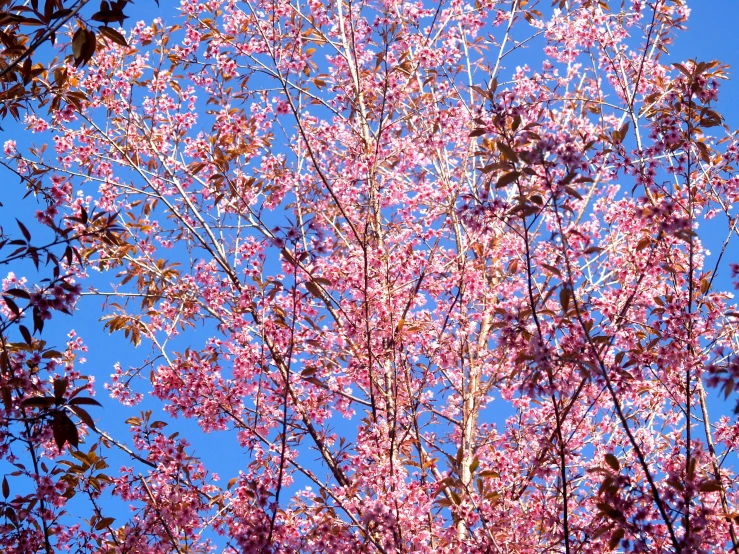 a tree with pink flowers against a blue sky, a photo, flickr, central california, tiny crimson petals falling, seasons!! : 🌸 ☀ 🍂 ❄, taken in the late 2000s