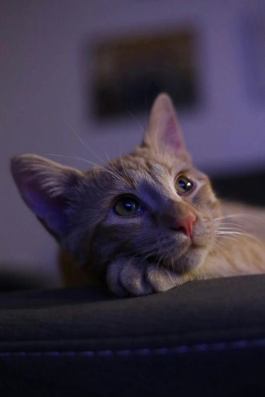 a close up of a cat laying on a couch, by Dave Allsop, flickr, shot at night with studio lights, pointy ears, a blond, shot from cinematic