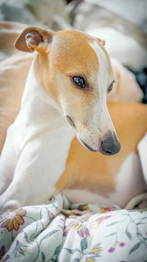 a brown and white dog laying on top of a bed, a pastel, inspired by Elke Vogelsang, pexels, renaissance, albino, close-up photo, sports photo, looking serious