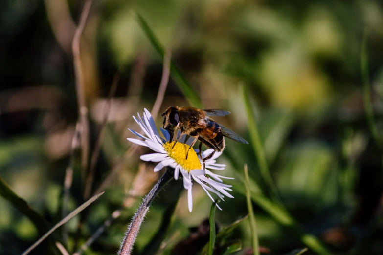 a bee sitting on top of a white flower, by Niko Henrichon, pexels contest winner, avatar image, brown, 🦩🪐🐞👩🏻🦳, blue and yellow fauna