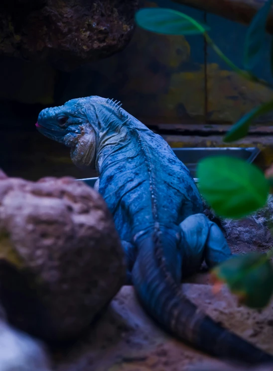 a blue lizard sitting on top of a rock, biodome, in a jungle environment, instagram post, low lighting