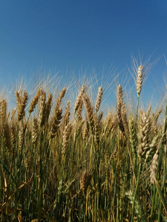 a field of wheat with a blue sky in the background, by Sven Erixson, ready to eat, medium-shot, grain”