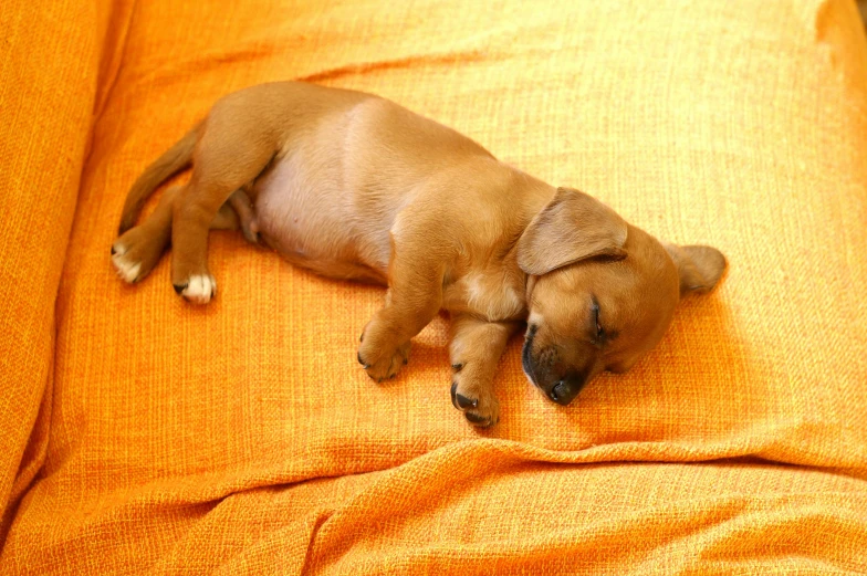 a small brown dog laying on top of an orange couch, pixabay, sweet dreams, puppies, laying on a bed, various posed