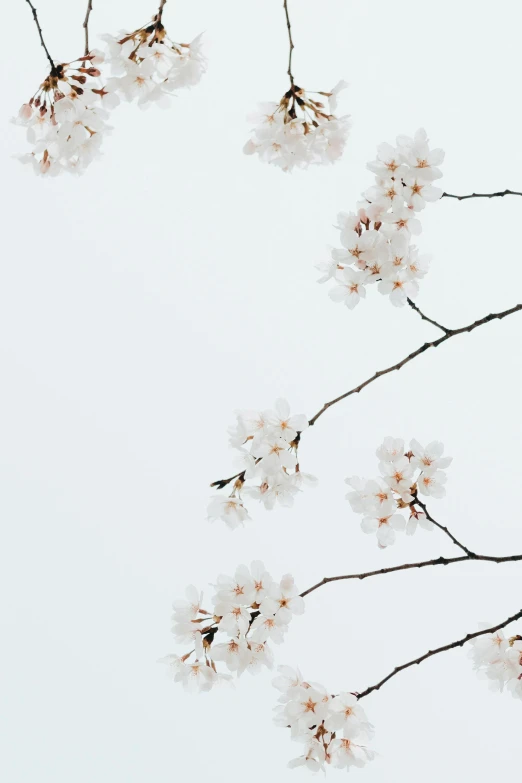 a bird perched on a branch of a cherry tree, trending on unsplash, minimalism, spores floating in the air, porcelain skin ”, tall flowers, 2000s photo