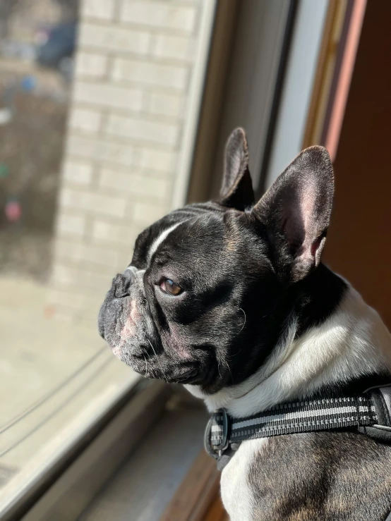 a black and white dog looking out a window, a picture, trending on unsplash, renaissance, french bulldog, low quality photo, profile image, looking from shoulder