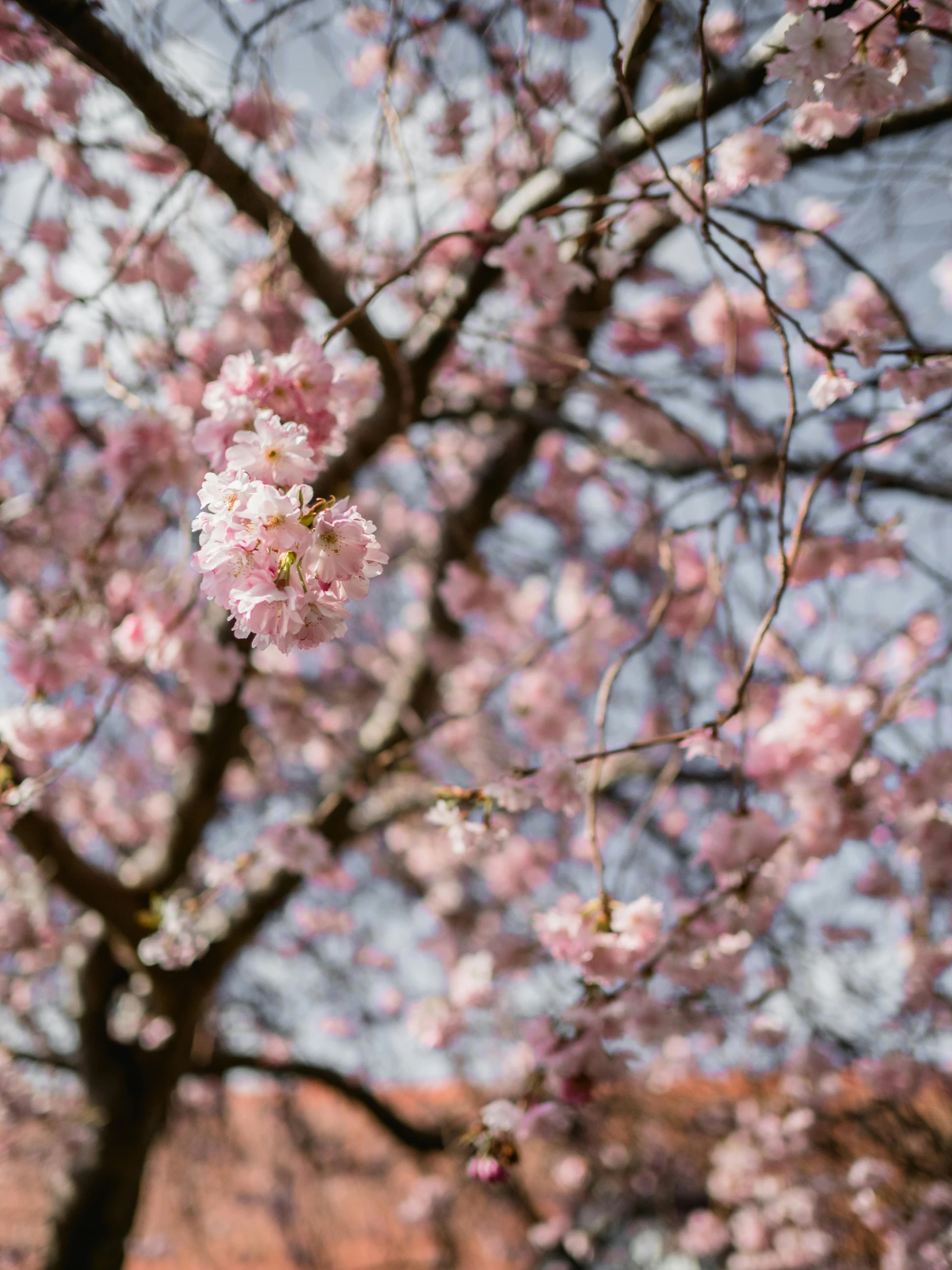 a tree with pink flowers in front of a building