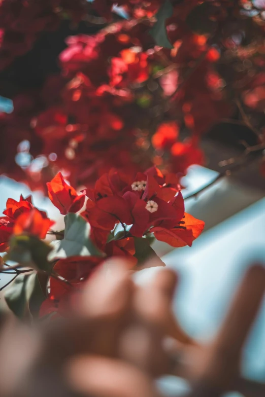 a person taking a picture of some red flowers, pexels contest winner, bougainvillea, branches and foliage, warm coloured, azure and red tones