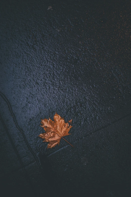 a leaf that is laying on the ground, an album cover, inspired by Elsa Bleda, unsplash contest winner, 4 k hd wallpapear, wet streets, muted dark colors, today\'s featured photograph 4k