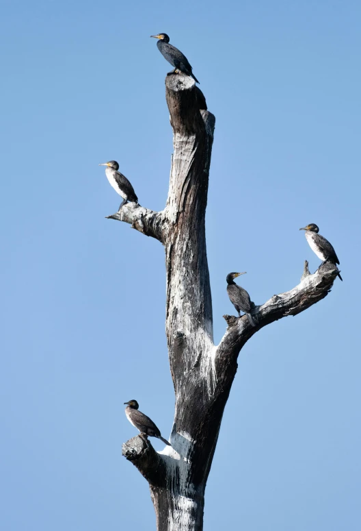 a group of birds sitting on top of a tree, by Peter Churcher, manly, long necks, sunken, slide show