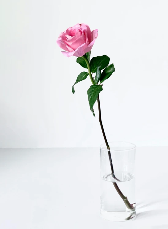 a single pink rose in a clear vase, inspired by Robert Mapplethorpe, unsplash, photorealism, fully posable, single long stick, floating away, side - view