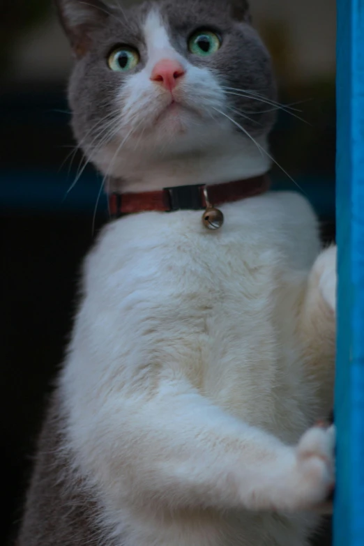 a gray and white cat standing on its hind legs, flickr, wearing steel collar, closeup!!!!!, white and blue, shot on sony a 7