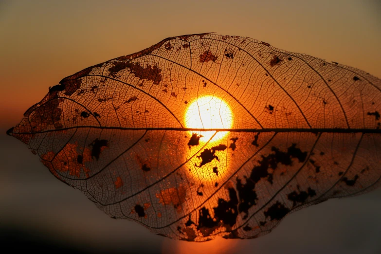 a close up of a leaf with the sun in the background, a picture, by Jan Rustem, pexels contest winner, made of leaf skeleton, sun set, asian sun, flattened