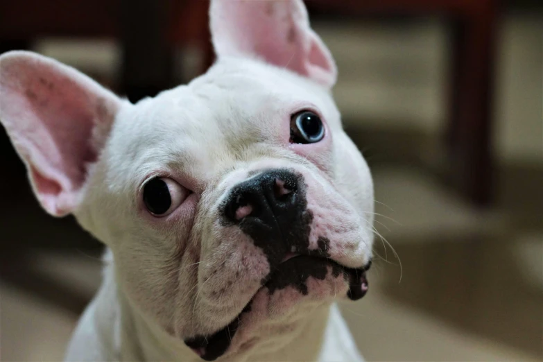 a close up of a dog looking at the camera, pexels contest winner, white prosthetic eyes, french bulldog, pleading face, pink nose