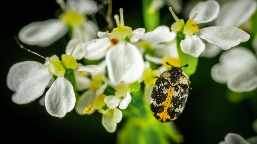 a bug that is sitting on some white flowers, by Peter Churcher, lichens, among golden fireflies, high-quality photo, digital image