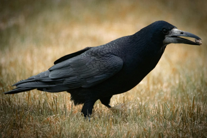 a black bird standing on top of a grass covered field, inspired by Gonzalo Endara Crow, pexels contest winner, renaissance, rounded beak, australian, pale - skinned, kneeling