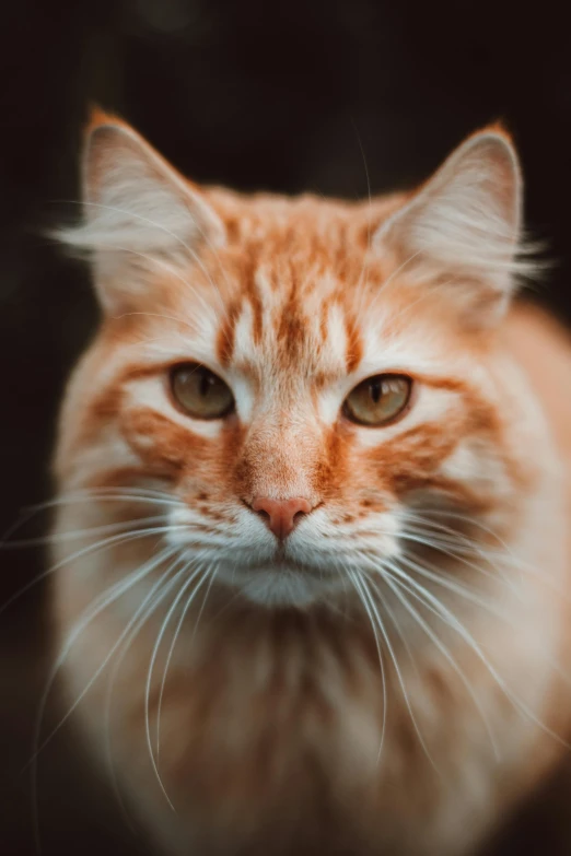 a close up of a cat looking at the camera, trending on unsplash, orange cat, zoomed out portrait of a duke, scientific photo, very cinematic