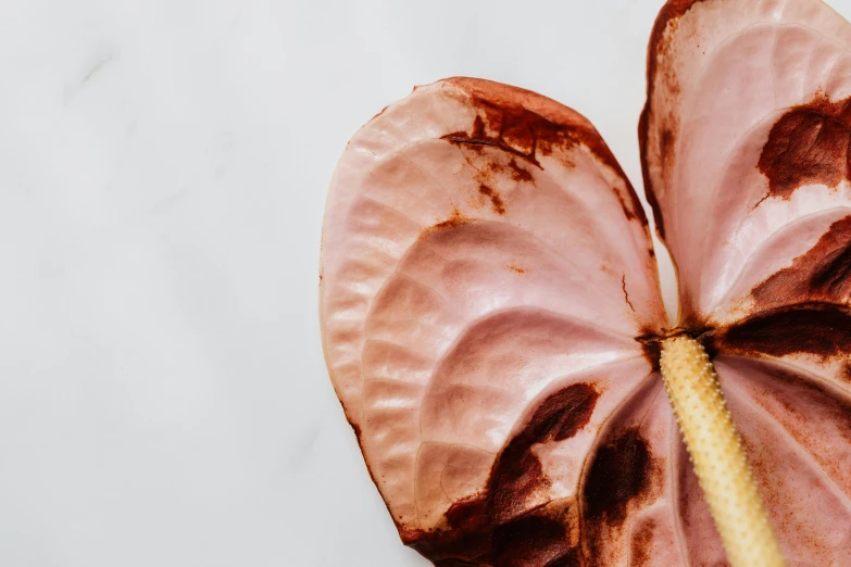 a close up of a flower on a table, trending on pexels, art nouveau, baked bean skin texture, heart kidney lungs, dried plants, pink body