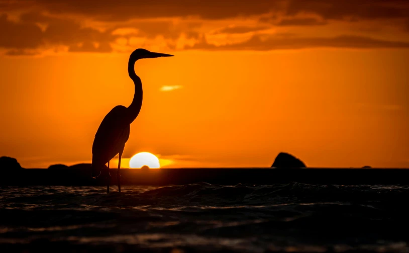 a bird that is standing in the water, by Matt Stewart, unsplash contest winner, red sun over paradise, heron, 🦩🪐🐞👩🏻🦳, by greg rutkowski