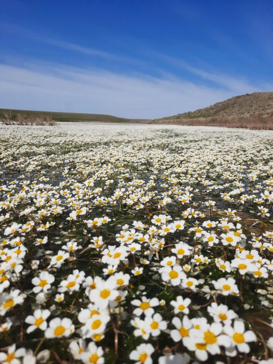 a field full of white and yellow flowers, trending on unsplash, land art, in a desert oasis lake, # nofilter, chile, anemones