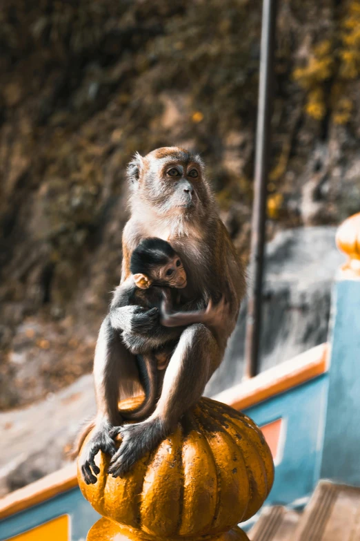 a monkey sitting on top of a yellow pumpkin, by Jan Tengnagel, pexels contest winner, sumatraism, hindu kovil scene, babies in her lap, slate, 2 animals