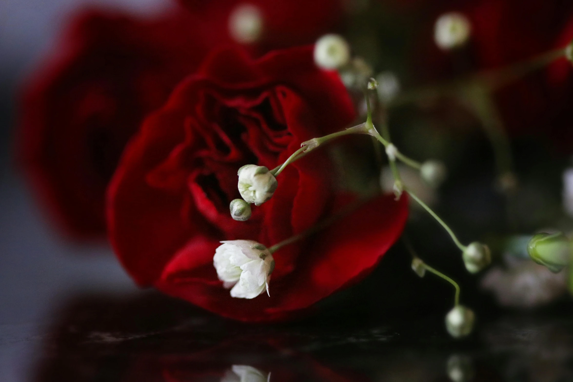 a bunch of red roses sitting on top of a table, dark sienna and white, close up of iwakura lain, slide show, in profile