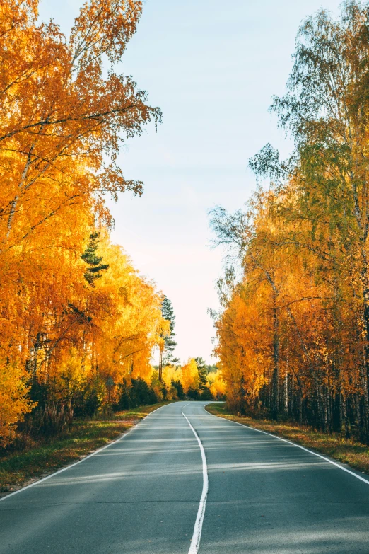 an empty road surrounded by trees with yellow leaves, by Anton Lehmden, unsplash contest winner, in russia, eucalyptus trees, 15081959 21121991 01012000 4k, maple trees with fall foliage