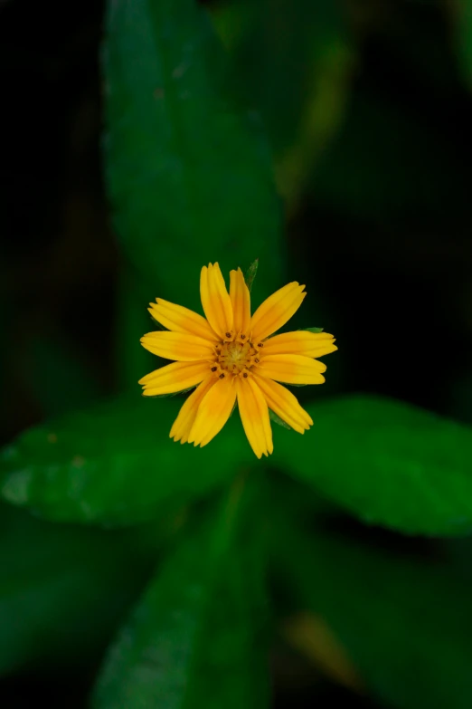 a yellow flower sitting on top of a green leaf, by Sven Erixson, unsplash, high definition image, tall thin, indoor picture, cinematic front shot