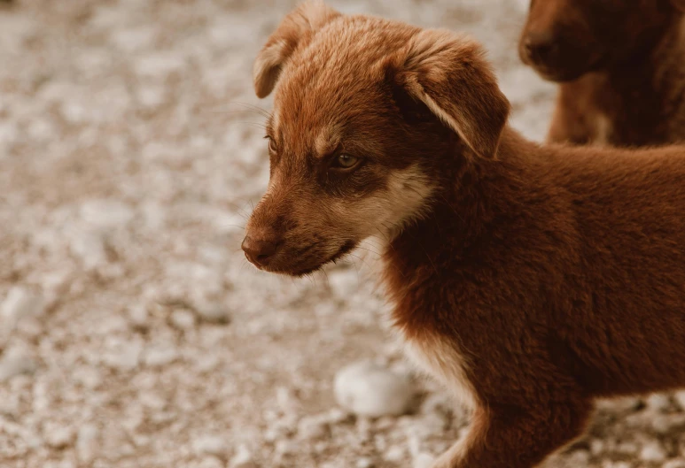 two small brown dogs standing next to each other, by Emma Andijewska, pexels contest winner, red puppils, close up shot a rugged, gif, low quality photo